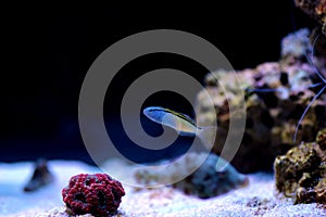 Red Sea mimic blenny - Ecsenius gravieri