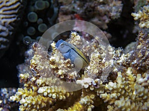 Red Sea Mimic Blenny Ecsenius gravieri