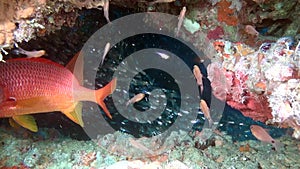 Red Sea Perch in search of food on clear seabed underwater of Maldives.