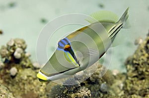 Red Sea Picasso Trigger Fish close up portrait