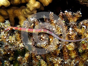 Red Sea Pipefish Corythoichthys sp