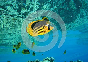 Red Sea Raccoon Butterflyfish photo