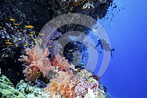 Red Sea Reef with a underwater Photographer