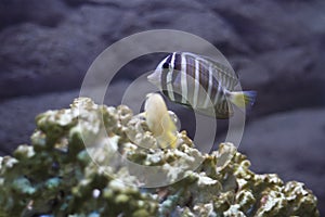 Red sea sailfin tang photo