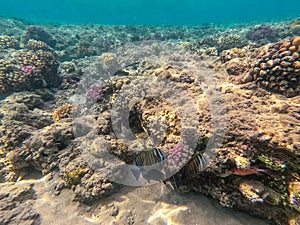 Red Sea sailfin tang or Desjardin`s sailfin tang at coral reef