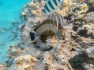 Red Sea sailfin tang or Desjardin`s sailfin tang at coral reef