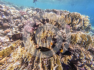 Red Sea sailfin tang or Desjardin\'s sailfin tang at coral reef