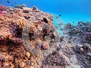 Red Sea sailfin tang or Desjardin\'s sailfin tang at coral reef
