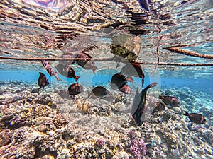 Red Sea sailfin tang or Desjardin\'s sailfin tang at coral reef