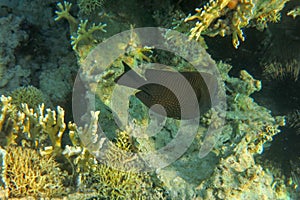 Red sea sailfin tang or Desjardin`s sailfin tang Zebrasoma desjardinii is a marine reef tang in the fish family Acanthuridae.
