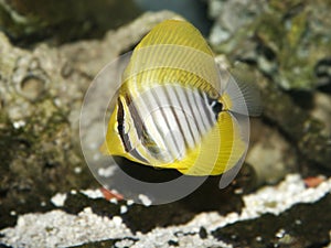 Red Sea Sailfin Tang Fish