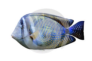 Red Sea Sailfin tang