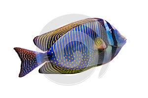 Red Sea sailfin tang in Red Sea