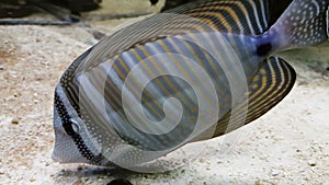 Red Sea sailfin tang - Zebrasoma desjardinii