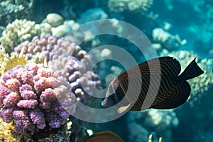 Red Sea sailfin tang Zebrasoma desjardinii over bright coral reef in the ocean. Marine black tropical fish with stripes in blue