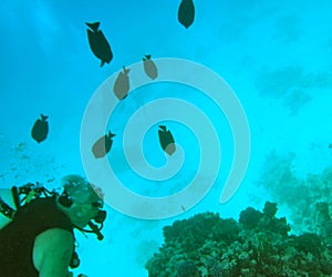 Red Sea scuba diving