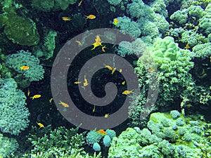 Red Sea sea goldie Pseudanthias squamipinnis , also known as the lyretail coralfish, lyretail anthias, and scalefin photo