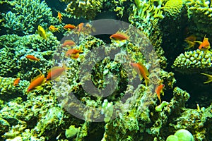 Red Sea sea goldie Pseudanthias squamipinnis , also known as the lyretail coralfish, lyretail anthias, and scalefin photo