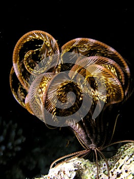 Red Sea Seastar fish