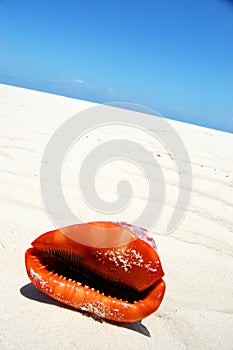 Red sea shell talking
