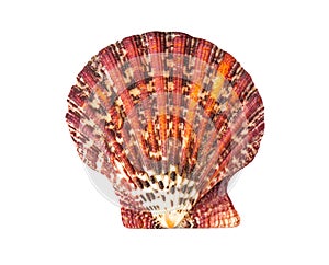 Red sea shell on a white background