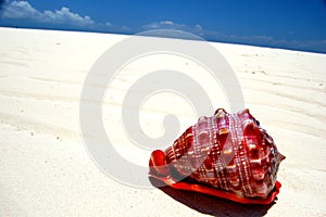 Red sea shell on white sand