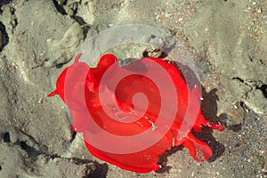 Red sea slug from the Egypt
