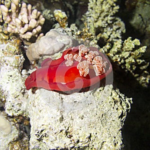 Red sea slug Spanish Dancer in tropical sea, underwater