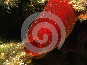 Red sea squirt