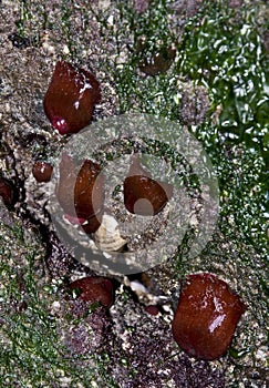 Red Sea Squirt photo