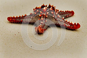 Red sea star #1