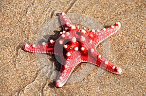 Red sea star