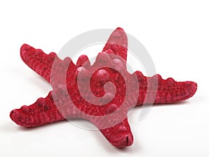 Red sea star