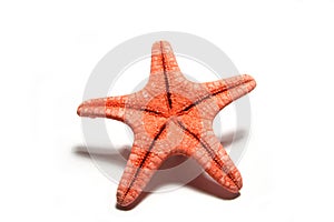 Red sea star