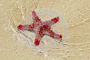 Red sea star fish