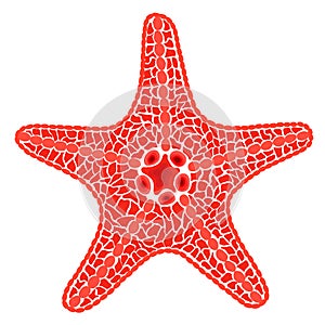 Red sea star fish. Vector Illustration