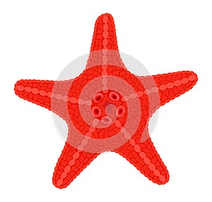 Red sea star fish. Vector Illustration