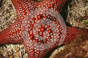 Red Sea Star, GalÃÂ¡pagos National Park, Ecuador photo