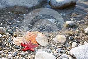 Red Sea star, sea shells, stone beach, clean water