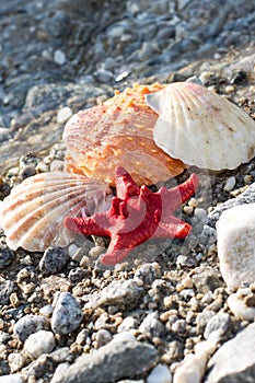 Red Sea star, sea shells, stone beach, clean water