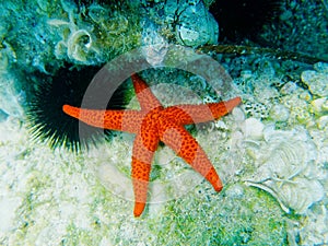 A red sea star and a sea urchin close up on the reef.