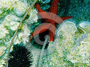 Red sea star and sea urchin close up on the reef