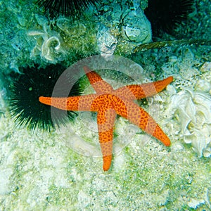 Red sea star and sea urchin close up on the reef