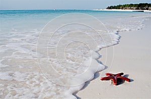 Red sea star on Zanzibar Island