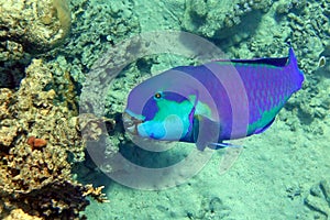 Red Sea Steephead Parrotfish Chlorurus gibbus