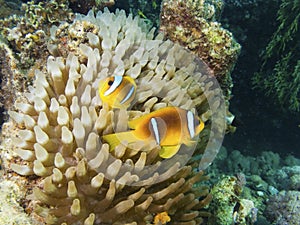 Red sea twoband clownfish photo