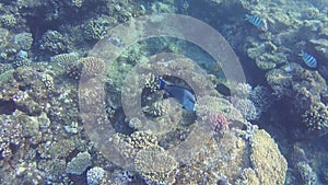 Red sea. under water fish life