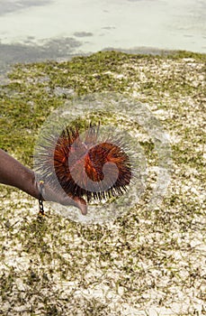 Red sea urchin Astropyga radiata