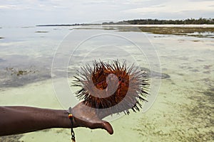 Red sea urchin Astropyga radiata