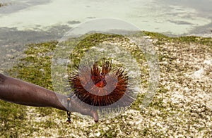 Red sea urchin Astropyga radiata